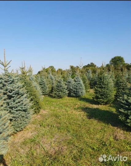 Ель голубая