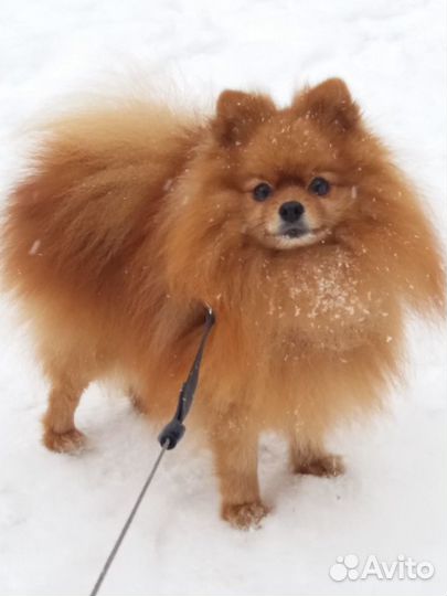 Вязка замечательный шпиц