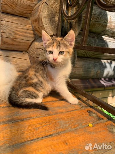 Котята 2 месяца,к лотку приучены