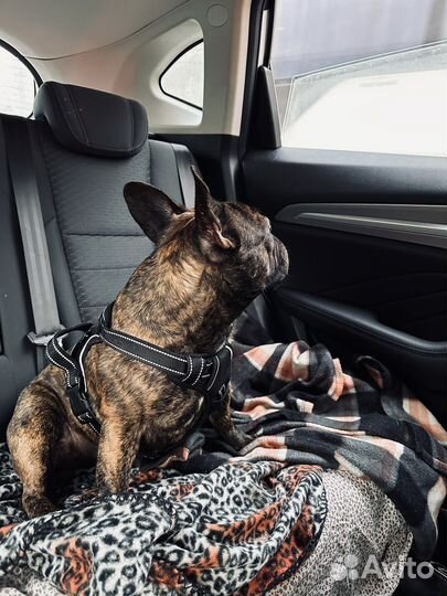 Случка собак французский бульдог