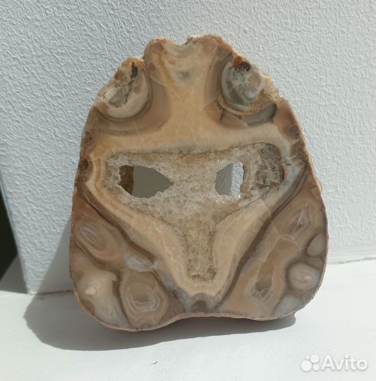 Спил фрагмента аммонита - 