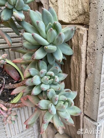 Суккуленты