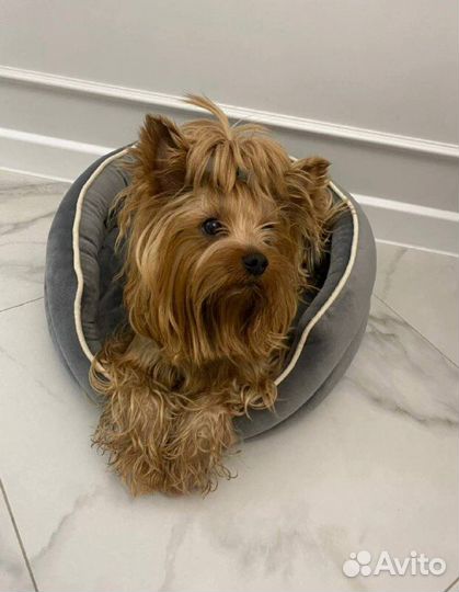 Лежанки для собак и кошек,новые