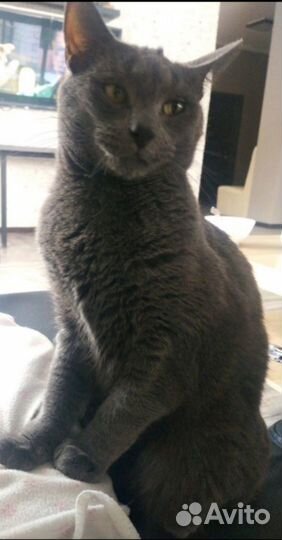 Дымчатый ласковый мальчик Бакс ищет свой дом