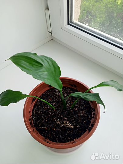 Спатифиллум свит чико (женское счастье)