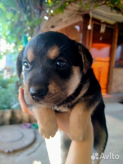 Щенок в добрые руки