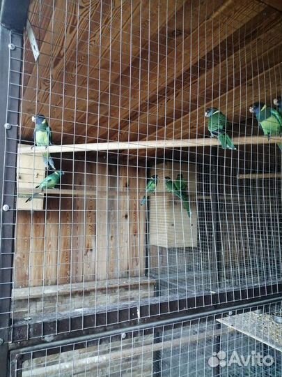 Попугаи бернарды