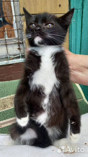 Кошки бесплатно