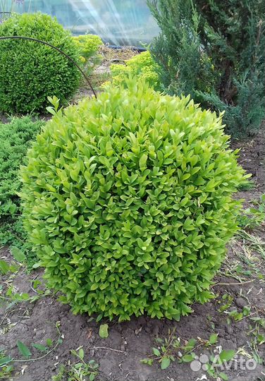 Самшит вечнозеленый (Buxus sempervirens L.)