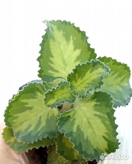 Плектрантус 20 видов