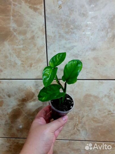 Сциндапсусы и эпипремнумы сортовые