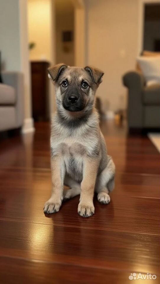 Щенок в добрые руки, Иркутск