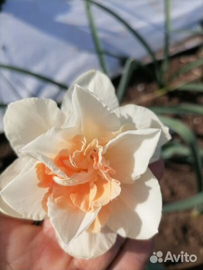 Нарциссы красивые