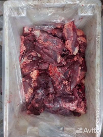 Мясо говядина для собак