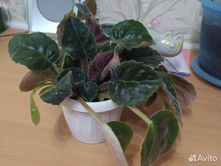 Фиалка в горшке