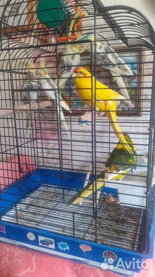 Попугай корелла птенец