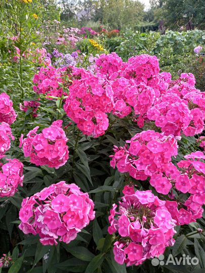 Рассада и многолетники