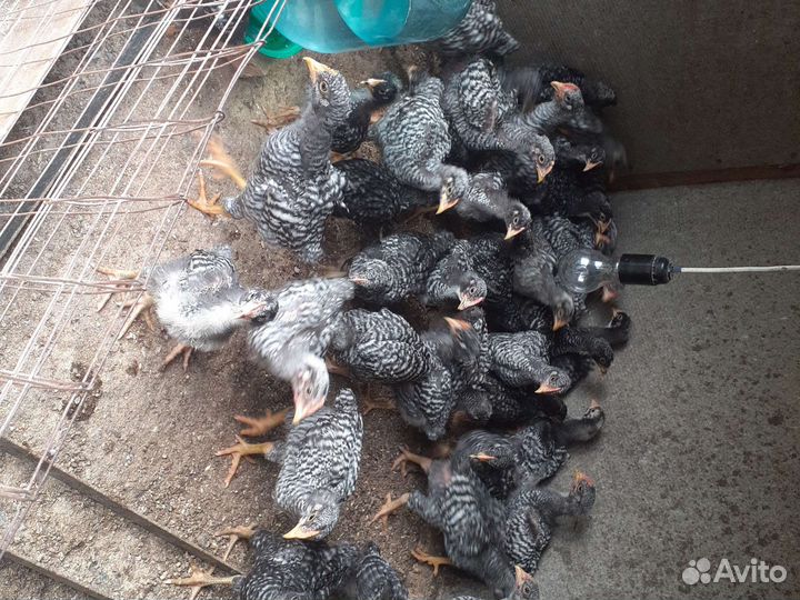 Цыплята петушки породы Амрокс