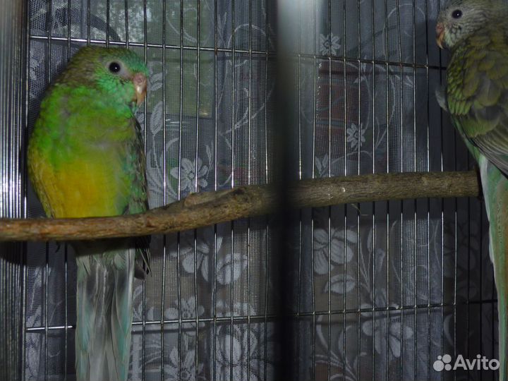 Птенцы певчих попугаев