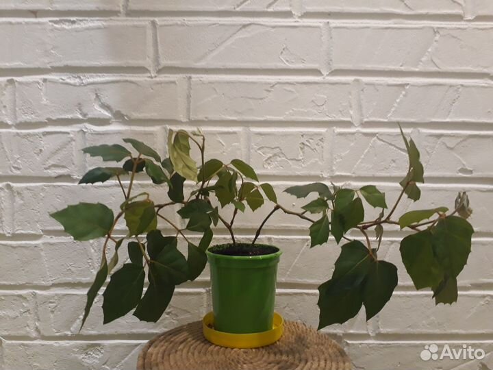 Циссцус березка