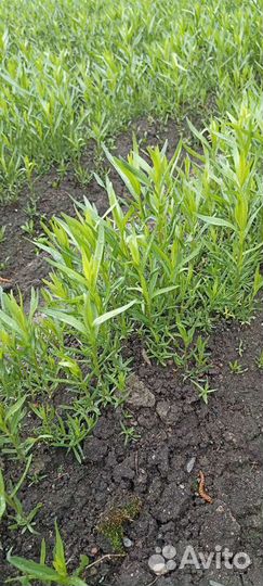 Эстрагон тархун