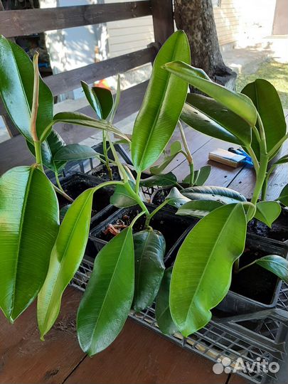 Фикус каучуконосный