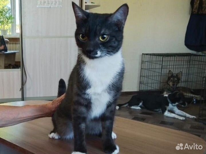 Кошка в дар бесплатно