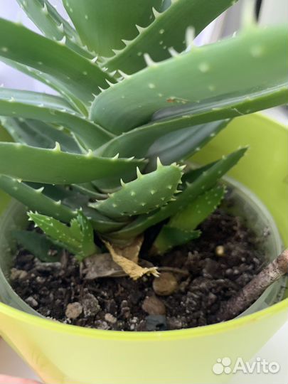 Алоэ сортовой комнатное растение кактус