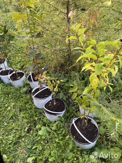 Саженцы сливы, сорт Хопты и Чемальская