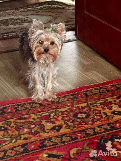 Йоркширский терьер вязка