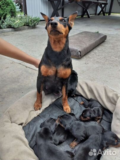 Щенки цвергпинчера