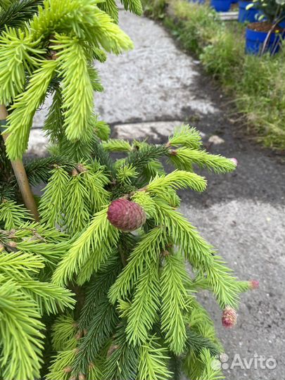 Ель акрокона