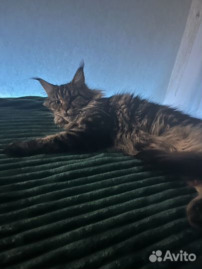 Вязка мейн-кун