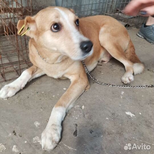 Дункан ищет дом