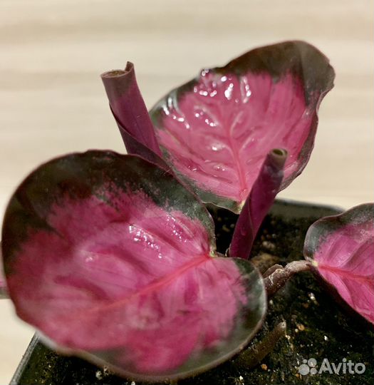 Калатея розеопикта роси, орбифолия