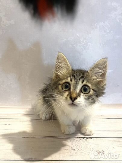 Котята бесплатно