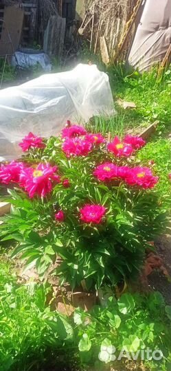 Пионы саженцы с закрытой корневой системой