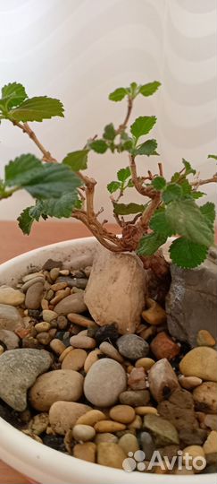 Бонсай Лантана (природник из Турции)