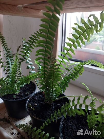 Папоротник