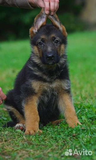 Поможем выбрать друга