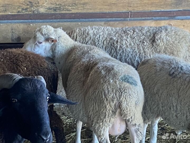 Матки котные и с ягнятами