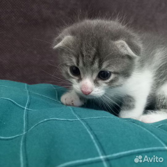 Котенок мальчик