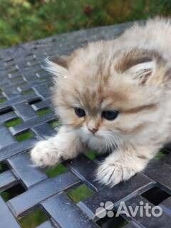 Супер красивые девочки