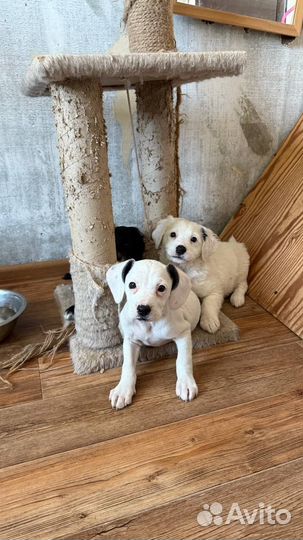 Щенок метис