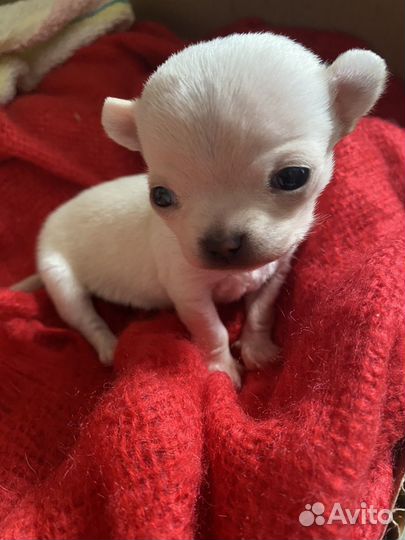 Супер мини чихуахуа девочка