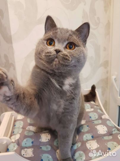 Британские котята