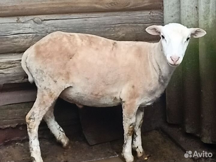 Катумский баран