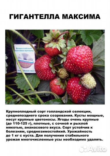 Рассада клубники Гигантелла maxima