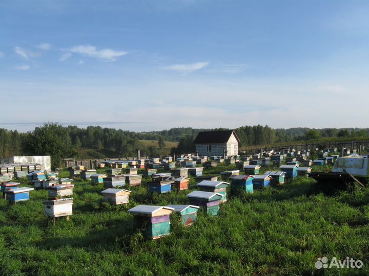 Пчелосемьи пчелопакеты