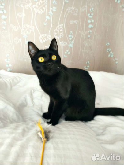 Кошечка Викки в поисках дома